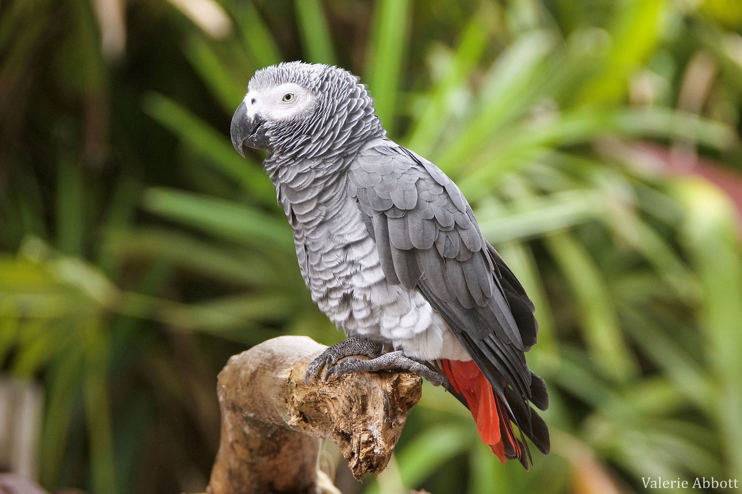 Gris du Gabon taille, poids, répartition,