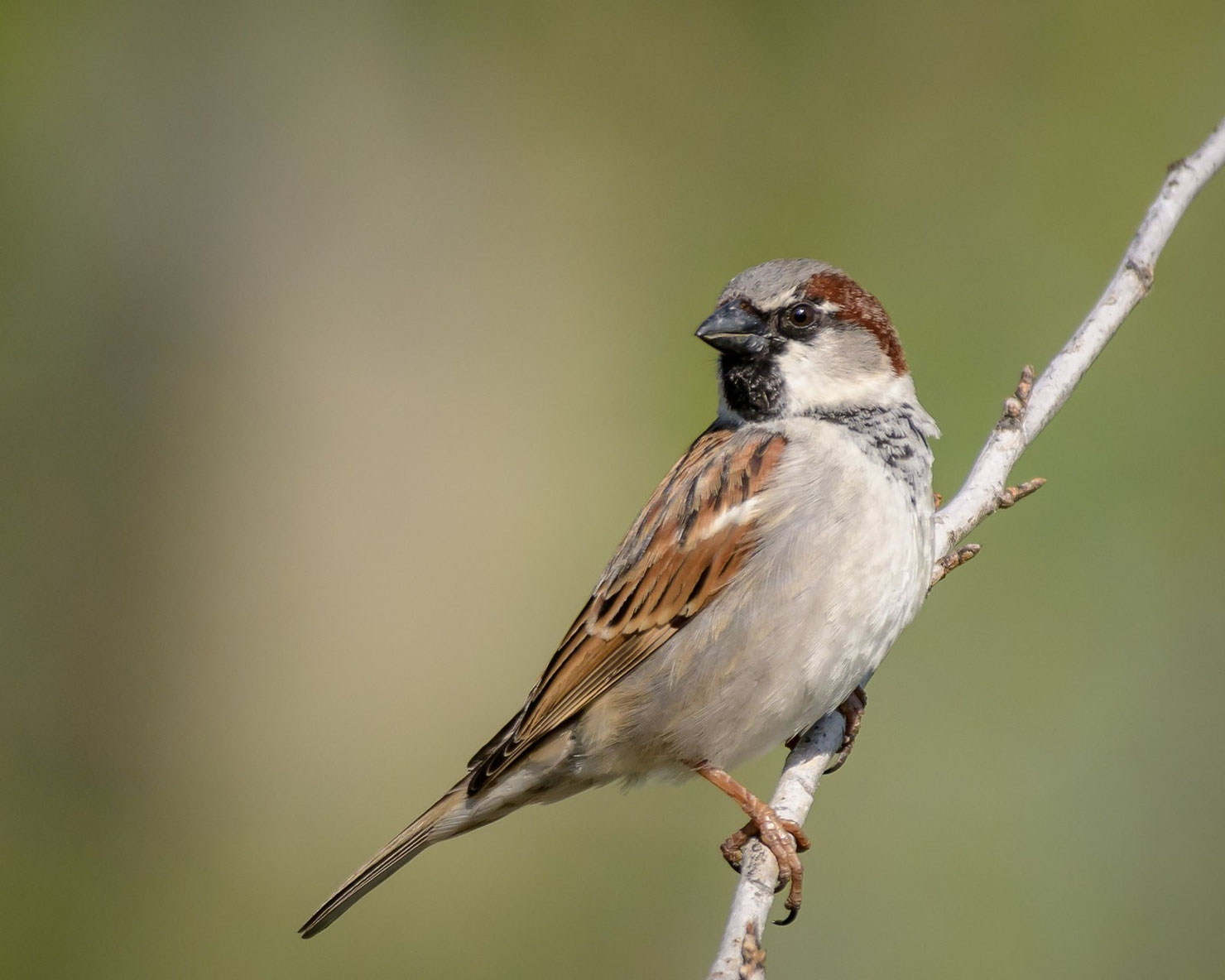 Moineau domestique taille, poids, répartition, reproduction Dictionnaire des animaux