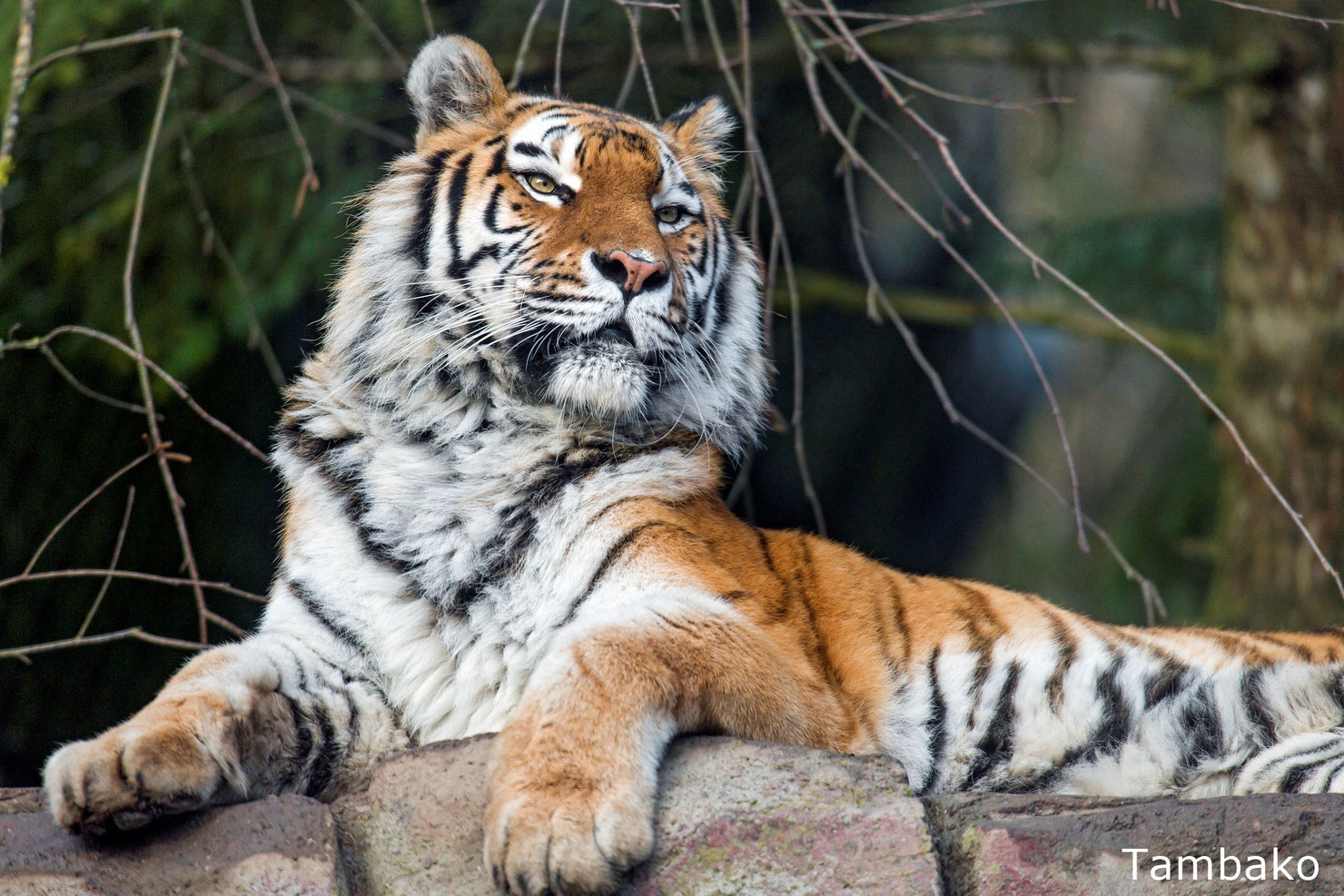 Tigre de Sibérie poids, taille, longévité, habitat, alimentation Dictionnaire des animaux