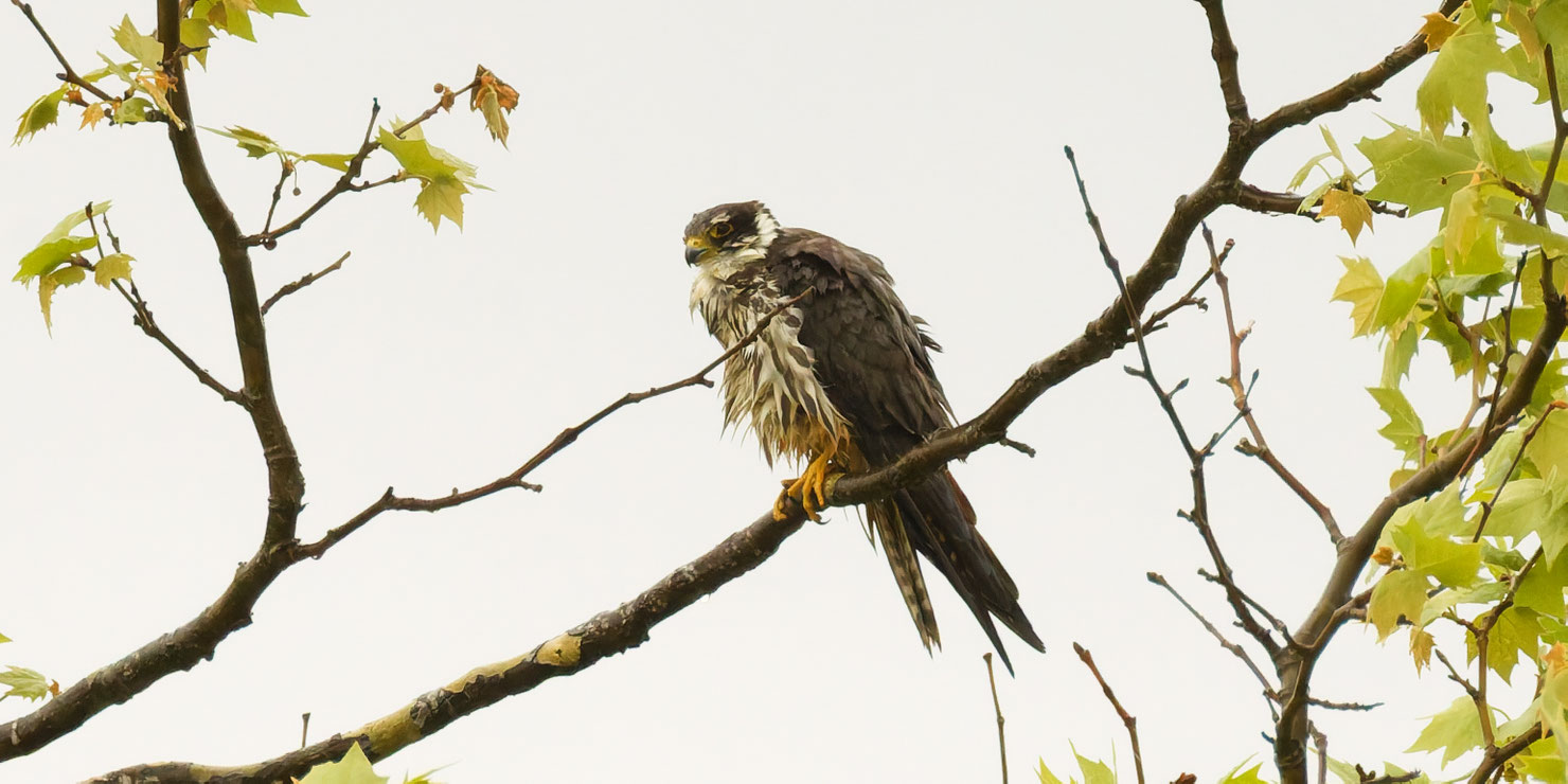 Vom Regen durchnässter Baumfalke auf der Bonstettenparkinsel