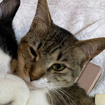 21-26キジ白♀1歳