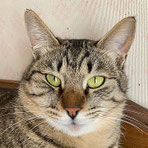 21-25キジトラ♂1歳