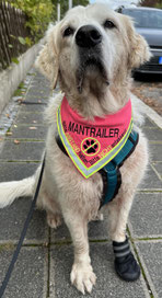 Hundehalstuch in pink, bestickt nach Wunsch mit Mantailer, Neongelbes Reflektorband, textilfashion
