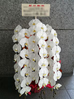 渋谷駅のスクランブルスクエア・PARCO・フクラスなどオフィスに就任御祝いの胡蝶蘭を。即日対応可能です。