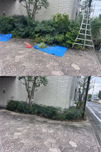 立川市で剪定刈込する植木屋「纏造園」