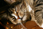 Katzenportrait, Foto pixabay