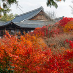 東福寺の紅葉最盛（2018）