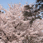 大安寺川の宿桜（2012）