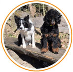 Lucky Soul: Zwei gesunde Hunde