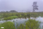 Biesbosch in de mist