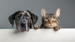 REICO Hundefutter & Katzenfutter: Kosten, Beratung und echte Vorteile für dein Haustier.