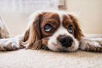 Allergie oder Unverträglichkeit? So erkennst du den Unterschied bei deinem Hund.