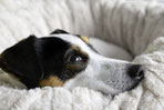 Wann du die Ernährung deines Hundes auf REICO Hundefutter umstellen solltest.