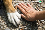 Mit Liebe füttern: Warum hochwertiges REICO Hundefutter und Katzenfutter das Geheimnis eines glücklichen Lebens ist.