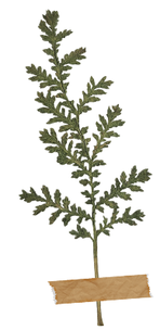 Apprendre les plantes et faire un herbier artistique avec L'Épi Sauvage - activités & sorties botaniques