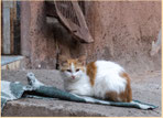 Strassenkatze in Marrakesch