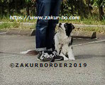 ＺＡＫＵＲＢＯＲＤＥＲ（サクールボーダー）ホームページ使用画像