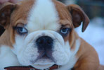 La tête d'un chiot bouledogue Anglais marron et blanc , yeux bleus par coach canin 16 dresseur chien à cognac