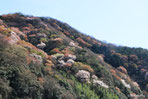 山桜の咲く山