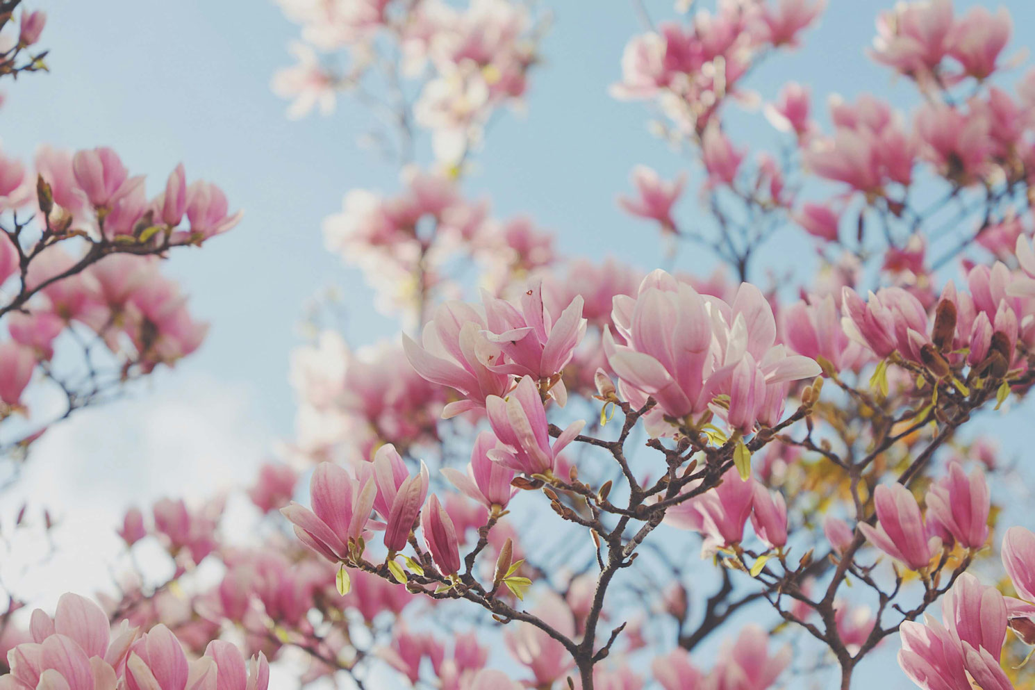 Magnolia Arboretum des Grandes Bruyères