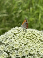 人参の花