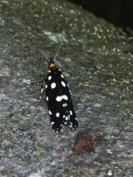 Anthrazitmotte