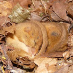 Bild 23: Haselmäuse