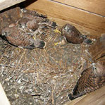 Bild 22: Turmfalken