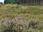 Jägersburger Heide
