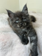 Maine Coon Kitten in silber
