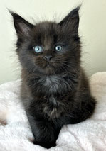 Maine Coon Kitten schwarz