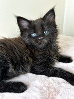 Maine Coon Kitten black 