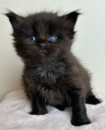 Maine Coon Kitten schwarz