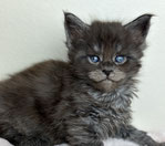 Maine Coon Kitten 5 Wochen