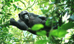 KIBALE FOREST, UGANDA