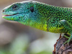 Vortrag über Einheimische Reptilien Foto Andreas Schäberle
