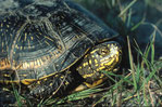 Europ. Sumpfschildkröte NABU/Hans Pollin