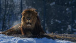 Walter Zoo 2026