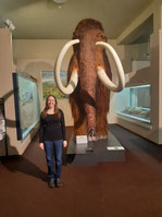 Mammut im Naturhistorischen Museum Bratislava