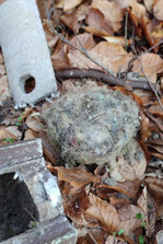 Solide gebaut. Tierhaare und Moos weisen auf eine Bruthöhle einer Meise hin; Bild NABU Ober-Erlenbach