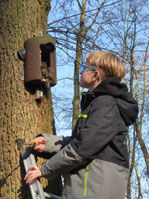 Maximilian beim Reinigen einer Baumläuferhöhle; Bild NABU Ober-Erlenbach