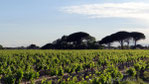 apprenez tout nos vignobles dans les sables ...