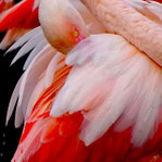 Nos flamants roses se préparent pour leur parade nuptiale 2025/26. Ne ratez pas ce spectacle naturel "haut en couleur" entre nov. et mars!!!