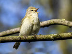 Foto: Kathy Büscher/NABU Rinteln