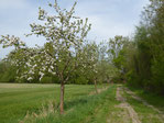 Streuobstwiese bei Berkach, gepflanzt und gepflegt vom NABU Groß-Gerau / Berkach