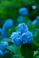 日本　北海道　札幌　紫陽花の花