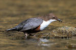 Wasseramsel