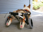 犬の車椅子　犬用車椅子　犬の車いす　犬用車いす　犬　車椅子　車いす　車イス