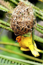 Golden Palm Weaver 