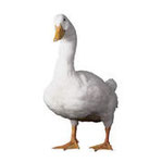 dierengeluiden benoemen